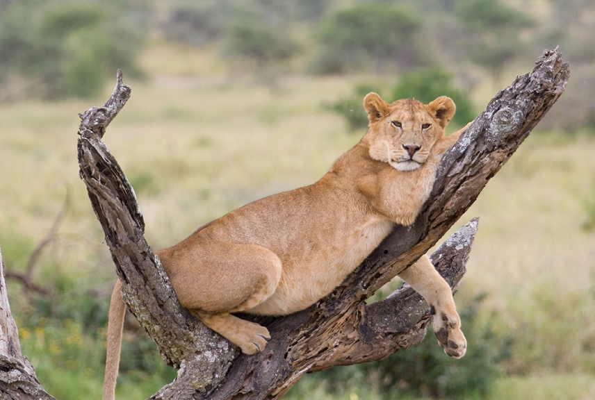 manyara