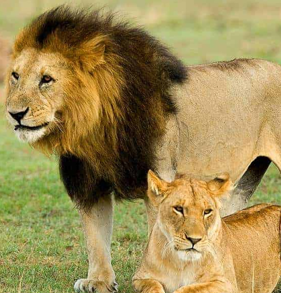serengeti