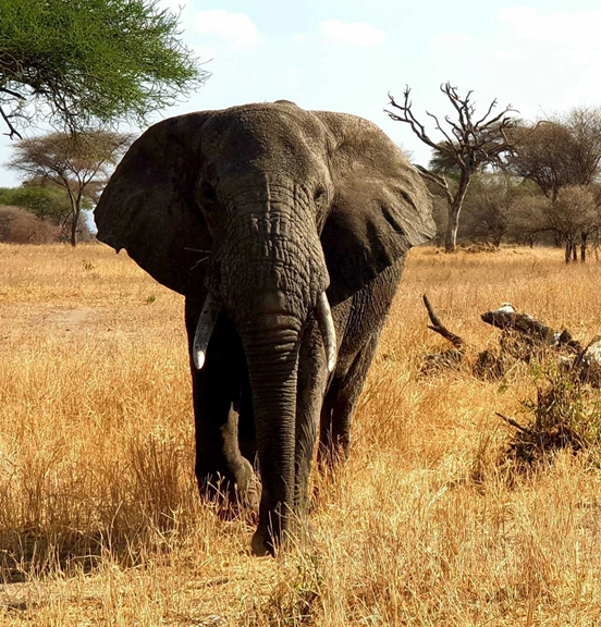 tarangire